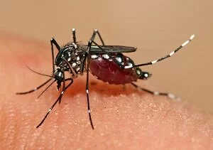 Aedes aegypti mosquito